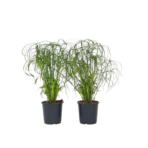 Plant in a Box - Cyperus alternifolius - 2er Set - Schirmbinse - Gartenpflanze - Topf 14cm - Höhe 40-50cm Plant in a Box - Cyperus alternifolius - 2er Set - Schirmbinse - Gartenpflanze - Topf 14cm - Höhe 40-50cm von Plant in a Box
