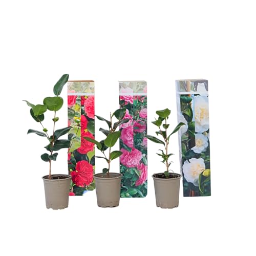 Plant in a Box - Camellia Japonica - 3er Mischung - Japanische Kamelie - Weiß, Rot, Rosa - Topf 9cm - Höhe 25-40cm von Plant in a Box