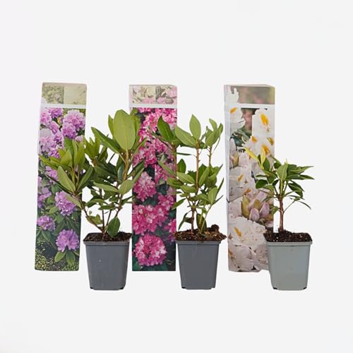 Plant in a Box - Rhododendron - 3er Mischung - Lila, weiß & Rosa - Topf 9cm - Höhe 25-40cm von Plant in a Box