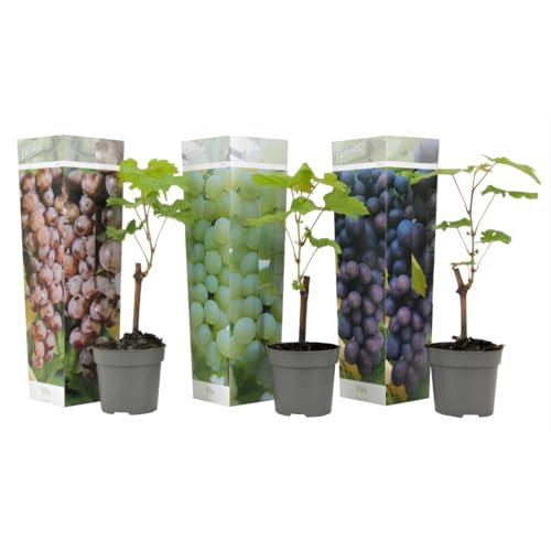 Plant in a Box - Traubenpflanzen - 3er Mix - Vitis - Weintraube - Vitis vinifera 'Cabernet franc', pinot gris', Chardonnay' - Topf 9cm - Höhe 25-40cm von Plant in a Box