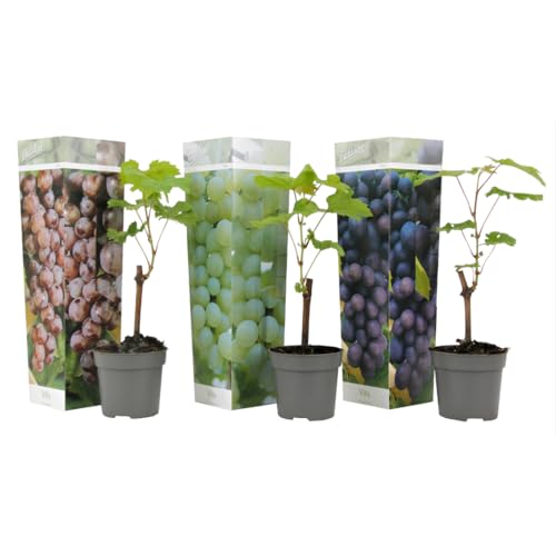 Plant in a Box - Traubenpflanzen - 3er Mix - Vitis - Weintraube - Vitis vinifera 'Cabernet franc', 'pinot gris', 'Chardonnay' - Topf 9cm - Höhe 25-40cm von Plant in a Box