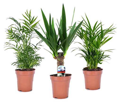 Plant in a Box - Mini-Zimmerpalmen - 3er Set - Topf 12cm - Höhe 25-40cm Plant in a Box - Mini-Zimmerpalmen - 3er Set - Topf 12cm - Höhe 25-40cm von Plant in a Box
