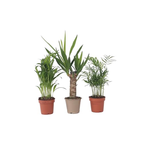 Plant in a Box - Mini-Zimmerpalmen - 3er Set - Topf 12cm - Höhe 25-40cm von Plant in a Box