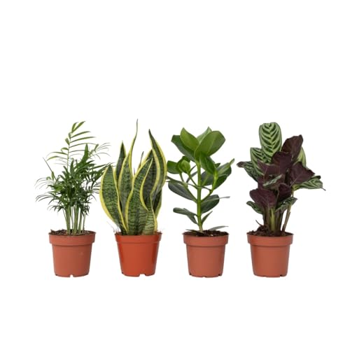 Plant in a Box - Zimmerpflanzen 'Einfach' - Sanseviera trifasciata, Chamaedorea elegans, Ctenanthe Burle-Marxii, Clusia rosea - 4er Mix - ⌀12cm - Höhe 25-40cm von Plant in a Box