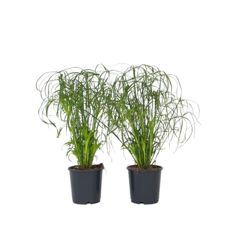 Plant in a Box - Cyperus alternifolius - 4er Set - Schirmblättriger Papyrus - Topf 14cm - Höhe 40-50cm von Plant in a Box