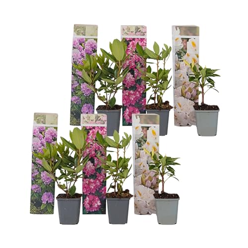 Plant in a Box - Rhododendron - Mix von 6 - Lila, weiß, rosa - Garten - Topf 9cm - Höhe 25-40cm von Plant in a Box