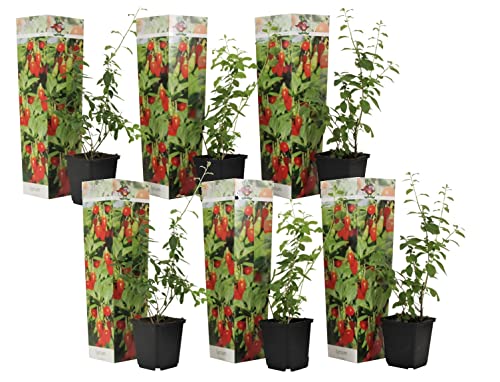 Plant in a Box - Lycium barbarum - 6er Set - Gemeiner Bocksdorn - Topf 9cm - Höhe 25-40cm von Plant in a Box