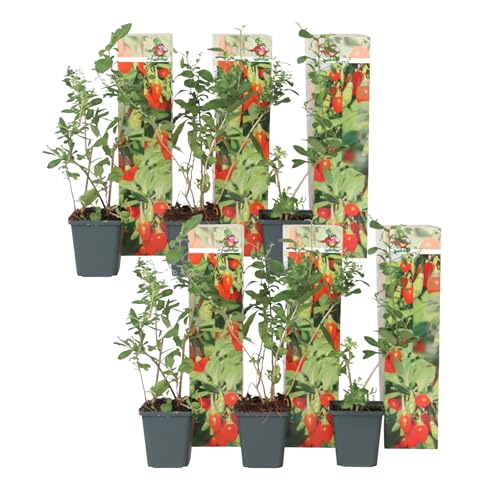 Plant in a Box - Lycium barbarum - 6er Set - Gemeiner Bocksdorn - Topf 9cm - Höhe 25-40cm von Plant in a Box