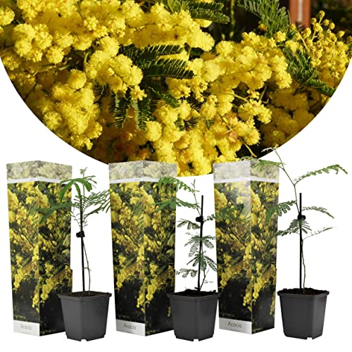 Plant in a Box - Acacia dealbata Mimose - 3er Set - Mimosen Pflanzen - Gartenpflanzen - Immergrün - Topf 9cm - Höhe 25-40cm von Plant in a Box