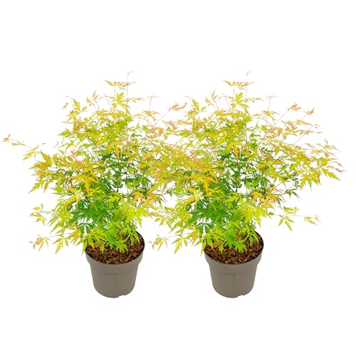 Plant in a Box - Acer Palmatum 'Orange Lace' - 2er Set - Japanischer Ahorn - Schöne leuchtende Farben - Topf 19cm - Höhe 60-70cm Plant in a Box - Acer Palmatum 'Orange Lace' - 2er Set - Japanischer Ahorn - Schöne leuchtende Farben - Topf 19cm - Höhe 60-70cm von Plant in a Box
