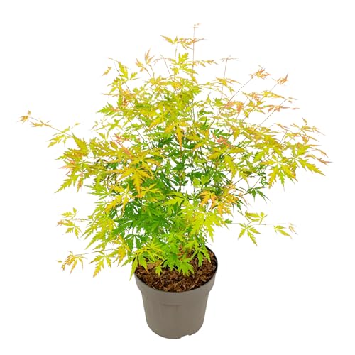 Plant in a Box - Acer Palmatum 'Orange Lace' - Japanischer Ahorn - Schöne leuchtende Farben - Topf 19cm - Höhe 60-70cm von Plant in a Box