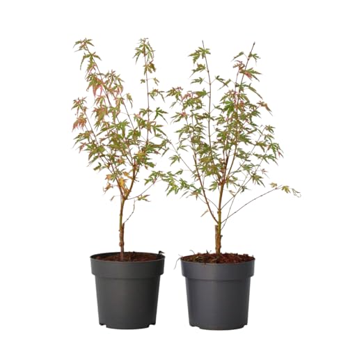 Plant in a Box - Acer Palmatum Taylor - Höhe 50-60cm - 2er Set - Japanischer Ahorn Winterhart - Ahorn Baum - Topf 19cm Plant in a Box - Acer Palmatum Taylor - Höhe 50-60cm - 2er Set - Japanischer Ahorn Winterhart - Ahorn Baum - Topf 19cm von Plant in a Box