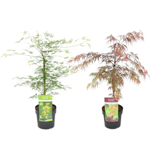 Plant in a Box - Acer palmatum - 2er Mix - 'Garnet' und 'Emerald Lace' - Japanischer Ahorn Baum - Winterhart- Topf 19cm - Höhe 60-70cm von Plant in a Box