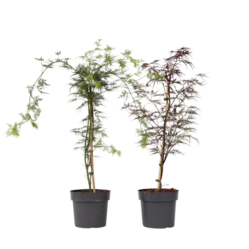 Plant in a Box - Acer palmatum - 2er Mix - 'Garnet' und 'Emerald Lace' - Japanischer Ahorn Baum - Winterhart- Topf 19cm - Höhe 60-70cm von Plant in a Box