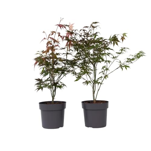 Plant in a Box - Acer palmatum ´Atropurpureum´ - 2er Set - Japanischer Ahorn Baum - Topf 19cm - Höhe 60-70cm von Plant in a Box