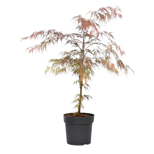 Plant in a Box - Acer palmatum 'Atropurpureum' - Japanischer Ahorn Baum - Topf 19cm - Höhe 60-70cm von Plant in a Box