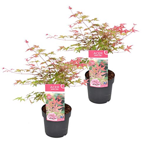Plant in a Box - Acer palmatum ´Beni Maiko´ - 2er Set - Japanischer Ahorn Winterhart - Topf 19cm - Höhe 60-70cm von Plant in a Box