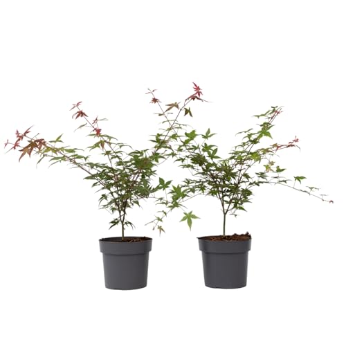 Plant in a Box - Acer palmatum Beni Maiko - Höhe 60-70cm - 2er Set - Japanischer Ahorn Winterhart - Topf 19cm - Bäume für garten, balkon oder Terasse von Plant in a Box