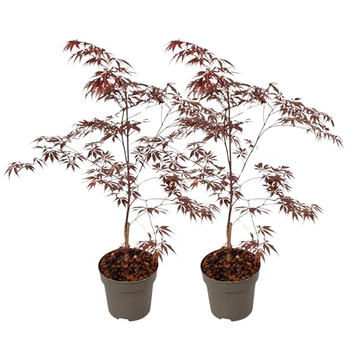 Plant in a Box - Acer palmatum 'Black Lace' - 2er Set - Japanischer Ahornbaum - Winterhart - Topf 19cm - Höhe 60-70cm Plant in a Box - Acer palmatum 'Black Lace' - 2er Set - Japanischer Ahornbaum - Winterhart - Topf 19cm - Höhe 60-70cm von Plant in a Box