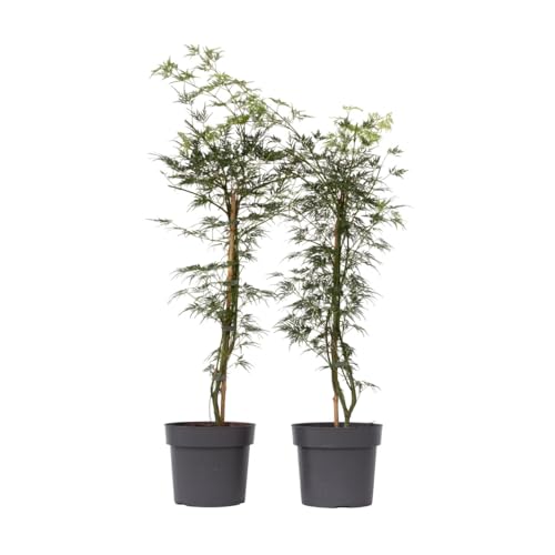 Plant in a Box - Acer palmatum 'Emerald Lace' - 2er Set - Japanische Ahorn Winterhart - Topf 19cm - Höhe 60-70cm Plant in a Box - Acer palmatum 'Emerald Lace' - 2er Set - Japanische Ahorn Winterhart - Topf 19cm - Höhe 60-70cm von Plant in a Box