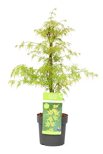 Plant in a Box - Acer palmatum 'Emerald Lace' - Japanischer Ahorn Winterhart - Topf 19cm - Höhe 60-70cm von Plant in a Box