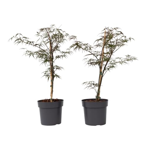 Plant in a Box - Acer palmatum 'Garnet' - 2er Set - Japanische Ahorn Winterhart - Topf 19cm - Höhe 60-70cm Plant in a Box - Acer palmatum 'Garnet' - 2er Set - Japanische Ahorn Winterhart - Topf 19cm - Höhe 60-70cm von Plant in a Box
