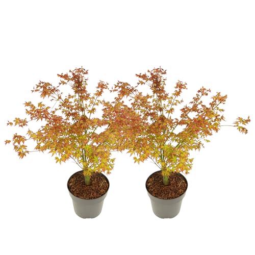 Plant in a Box - Acer palmatum 'Kleine Prinzessin' - Set an 2 - Japanischer Ahorn - Winterhart - Gartenpflanze - Topf 19cm - Höhe 45-55cm von Plant in a Box