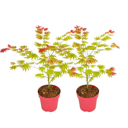 Plant in a Box - Acer palmatum 'Moonrise' - 2er Set - Japanischer Ahorn Winterhart - Topf 19cm - Höhe 40-50cm Plant in a Box - Acer palmatum 'Moonrise' - 2er Set - Japanischer Ahorn Winterhart - Topf 19cm - Höhe 40-50cm von Plant in a Box