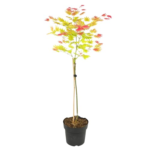 Plant in a Box - Acer palmatum 'Moonrise' - Japanischer Ahorn Baum Winterhart - Wunderschöne Farben - Topf 19cm - Höhe 80-90cm von Plant in a Box