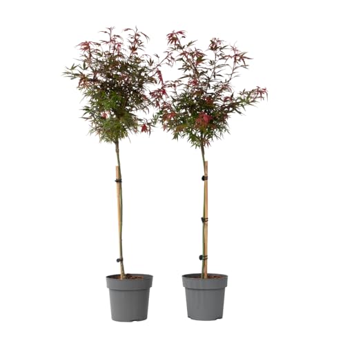 Plant in a Box - Acer palmatum 'Shaina' - 2er Set - Japanischer Ahornbaum winterhart - Rote Blätter - Topf 19cm - Höhe 80-90cm von Plant in a Box