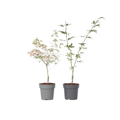 Plant in a Box - Acer palmatum 'Ukigumo' & 'Taylor' - 2er Set - Japanische Ahorn - Topf 15cm - Höhe 35-55cm von Plant in a Box