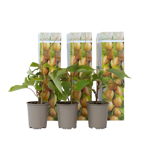 Plant in a Box - Actinidia deliciosa 'Jenny' - 3er Set Kiwibeeren - Winterhart - Topf 9cm - Höhe 25-40cm von Plant in a Box