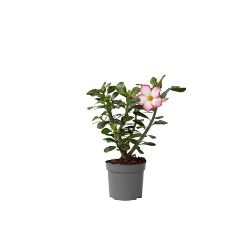 Plant in a Box - Adenium Obesum - Adenium Pink Star - Wüstenrose - Topf 13cm - Höhe 30-40cm - Zimmerpflanzen Plant in a Box - Adenium Obesum - Adenium Pink Star - Wüstenrose - Topf 13cm - Höhe 30-40cm - Zimmerpflanzen von Plant in a Box