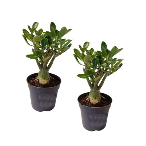 Plant in a Box - Adenium Obesum - Pokon - 2er Set - Wüstenrosen - Zimmerpflanzen - Topf 10,5cm - Höhe 25-40cm Plant in a Box - Adenium Obesum - Pokon - 2er Set - Wüstenrosen - Zimmerpflanzen - Topf 10,5cm - Höhe 25-40cm von Plant in a Box