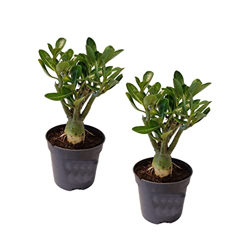 Plant in a Box - Adenium Obesum - 2er Set - Wüstenrosen - Topf 10,5cm - Höhe 25-40cm - Zimmerpflanzen von Plant in a Box