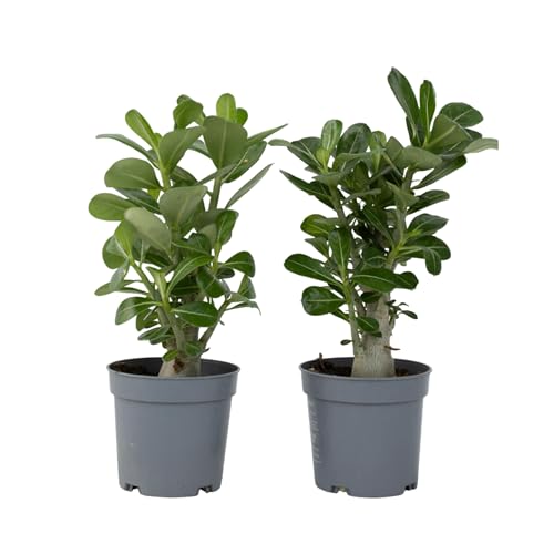 Plant in a Box - Adenium Obesum - 2er Set - Wüstenrosen - Topf 10,5cm - Höhe 25-40cm - Zimmerpflanzen von Plant in a Box