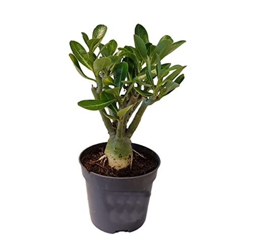 Plant in a Box - Adenium Obesum - Wüstenrosen - Topf 10,5cm - Höhe 25-40cm - Zimmerpflanzen von Plant in a Box