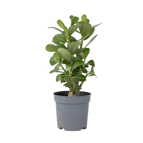 Plant in a Box - Adenium Obesum - Wüstenrosen - Topf 10,5cm - Höhe 25-40cm - Zimmerpflanzen von Plant in a Box