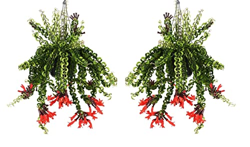 Plant in a Box - Aeschynantus Twister - 2er Set - Hängepflanze mit langen günen Ranken - Zimmerpflanze - Korallenstrauch - Rote blumen - Topf 15cm - Höhe 20-30cm von Plant in a Box