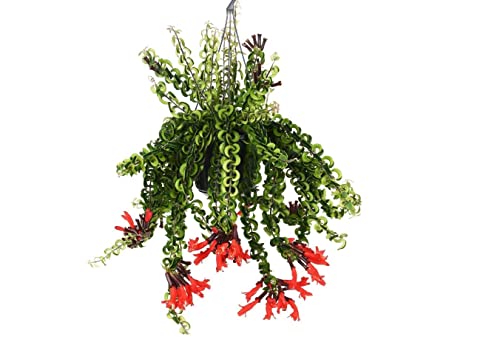 Plant in a Box - Aeschynantus Twister - Korallenstrauch - Krebsgesang - Rote Blumen - Topf 15cm - Höhe 20-30cm von Plant in a Box