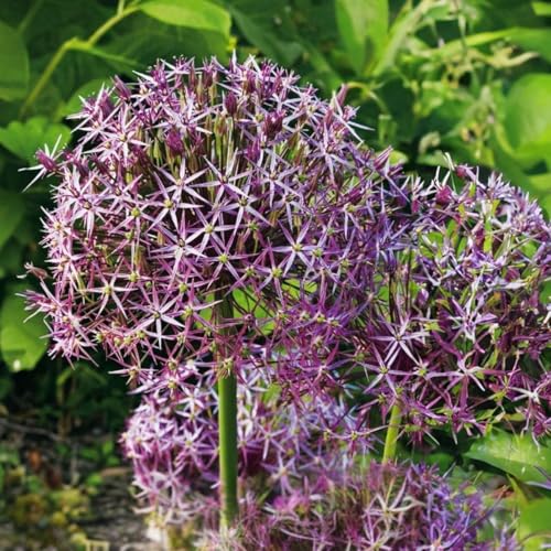 Plant in a Box - Allium christophii - Blumenzwiebeln x15 - Zierzwiebel - lila - niederländische Glühbirnen Plant in a Box - Allium christophii - Blumenzwiebeln x15 - Zierzwiebel - lila - niederländische Glühbirnen von Plant in a Box