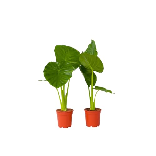 Plant in a Box - Alocasia Odora - 2er Set - Pfeilblatt - Wunderschöne grüne Zimmerpflanze - Topf 17cm - Höhe 55-75cm Plant in a Box - Alocasia Odora - 2er Set - Pfeilblatt - Wunderschöne grüne Zimmerpflanze - Topf 17cm - Höhe 55-75cm von Plant in a Box