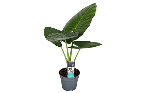Plant in a Box - Alocasia Odora - Pfeilblatt - Wunderschöne grüne Zimmerpflanze - Topf 17cm - Höhe 55-75cm von Plant in a Box