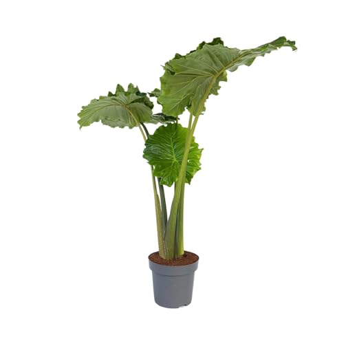 Plant in a Box - Alocasia 'Portodora' - XXL Zimmerpflanze - Topf 32cm - Höhe 110-120cm von Plant in a Box