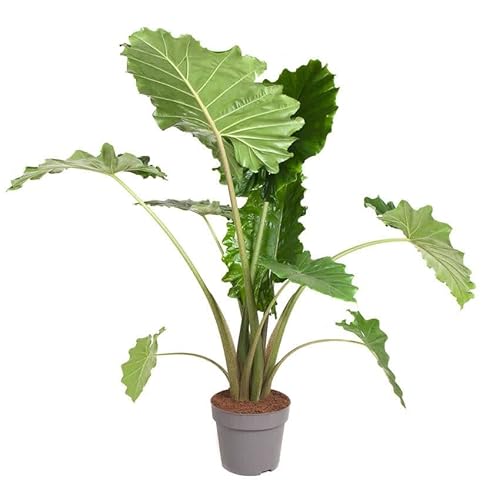 Plant in a Box - Alocasia 'Portodora' - XXL Zimmerpflanze - Topf 32cm - Höhe 110-120cm von Plant in a Box