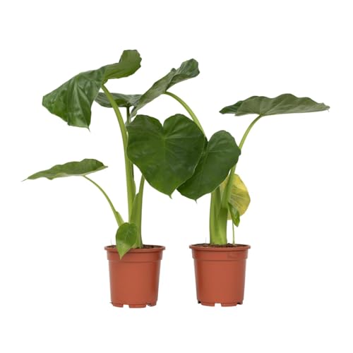 Plant in a Box - Alocasia macrorrhiza - 2er Set - Elefantenohr - Pfeilblatt - Zimmerpflanze - Grüne Zimmerpflanzen - Topf 17cm - Höhe 60-70cm Plant in a Box - Alocasia macrorrhiza - 2er Set - Elefantenohr - Pfeilblatt - Zimmerpflanze - Grüne Zimmerpflanzen - Topf 17cm - Höhe 60-70cm von Plant in a Box