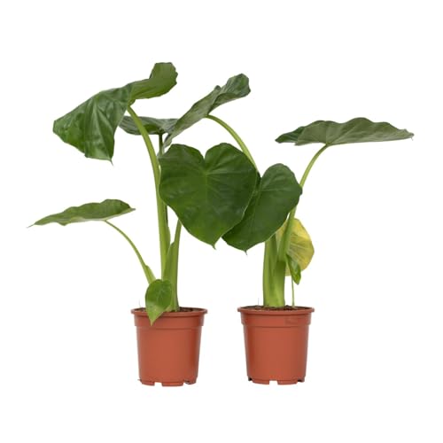 Plant in a Box - Alocasia macrorrhiza - 2er Set - Elefantenohr - Pfeilblatt - Zimmerpflanze - Grüne Zimmerpflanzen - Topf 17cm - Höhe 60-70cm von Plant in a Box