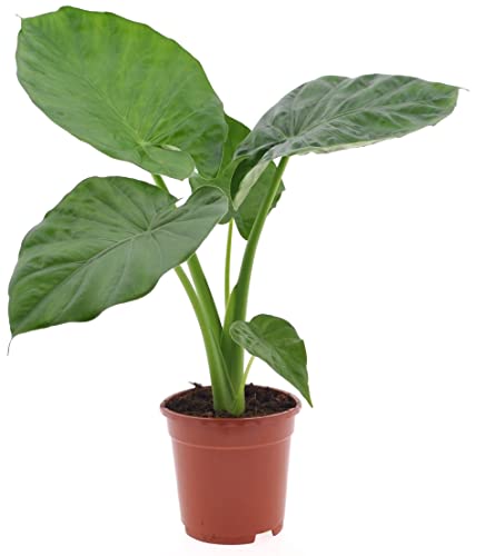 Plant in a Box - Alocasia macrorrhiza - Elefantenohr - Pfeilblatt - Zimmerpflanze - Grüne Zimmerpflanzen - Topf 17cm - Höhe 60-70cm von Plant in a Box