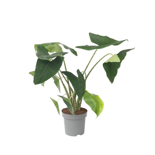 Plant in a Box - Alocasia zebrina - Gröse Luftreinigende Zimmerpflanze - Topf 32cm - Höhe 140-150cm von Plant in a Box