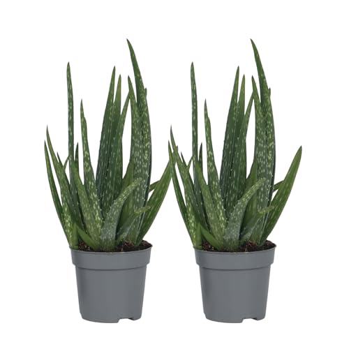 Plant in a Box - Aloe barbadensis - Aloe Vera - 2er Set - Zimmerpflanze - Sukkulente - Topf 10cm - Höhe 25-40cm Plant in a Box - Aloe barbadensis - Aloe Vera - 2er Set - Zimmerpflanze - Sukkulente - Topf 10cm - Höhe 25-40cm von Plant in a Box